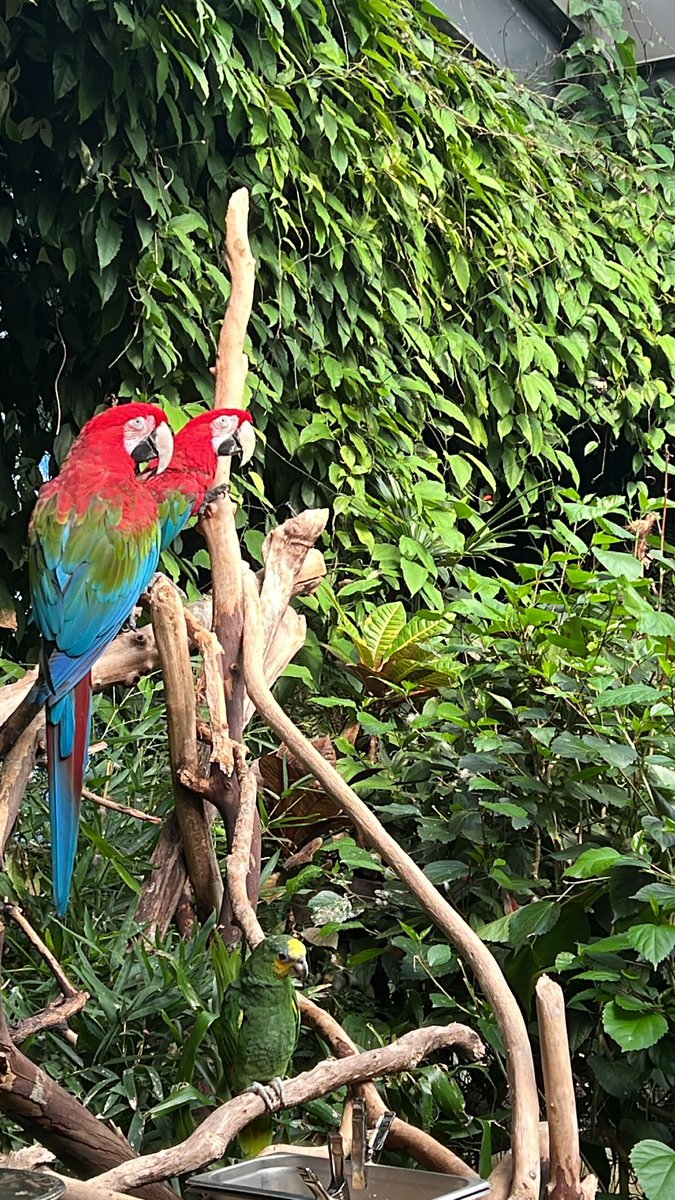 Eric J.T. Smith, MD MAS tweet media