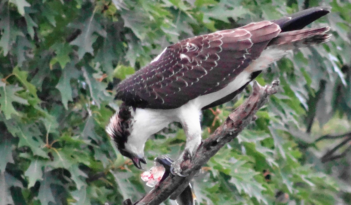 CTHackett's tweet photo. Seen this evening: a young osprey, having some sushi.
#veryfresh https://t.co/6RBatZcUIG