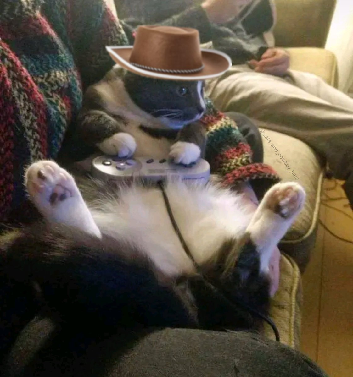 CowboyCats's tweet photo. https://t.co/xVrSM9wczB