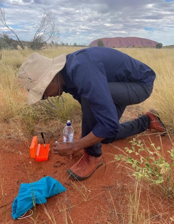 Dr David Thuo collecting Tjakuṟa eDNA samples at Uluṟu. Dr Thuo @CSIRO is working with the Tjakuṟa Rangers at Uluṟu NT and @Parks_Australia to integrate cutting edge eDNA science with traditional knowledge to improve management of the threatened Tjakuṟa. 📷@parks_australia