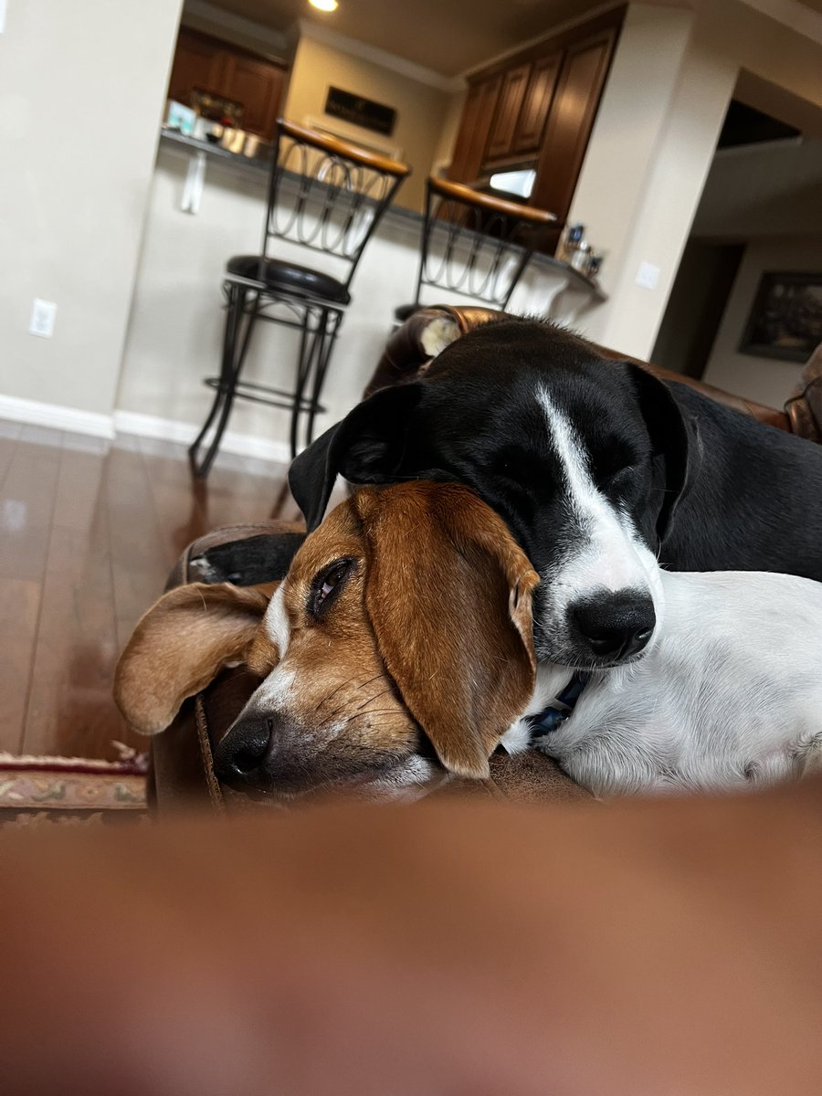 TheBoomerBeagle's tweet photo. I’d say B.B. has nothing but love for her brother. 
#Beagle And a #Borrador https://t.co/AJstA0tElf