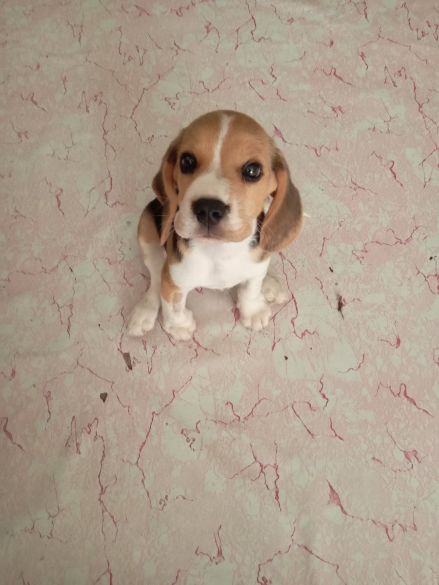 Jann2x's tweet photo. Parvo survivor #1: Blue
3days on dextrose and 2 days oral medication. Now, he's asking for treats. https://t.co/JGUKDUNdK7