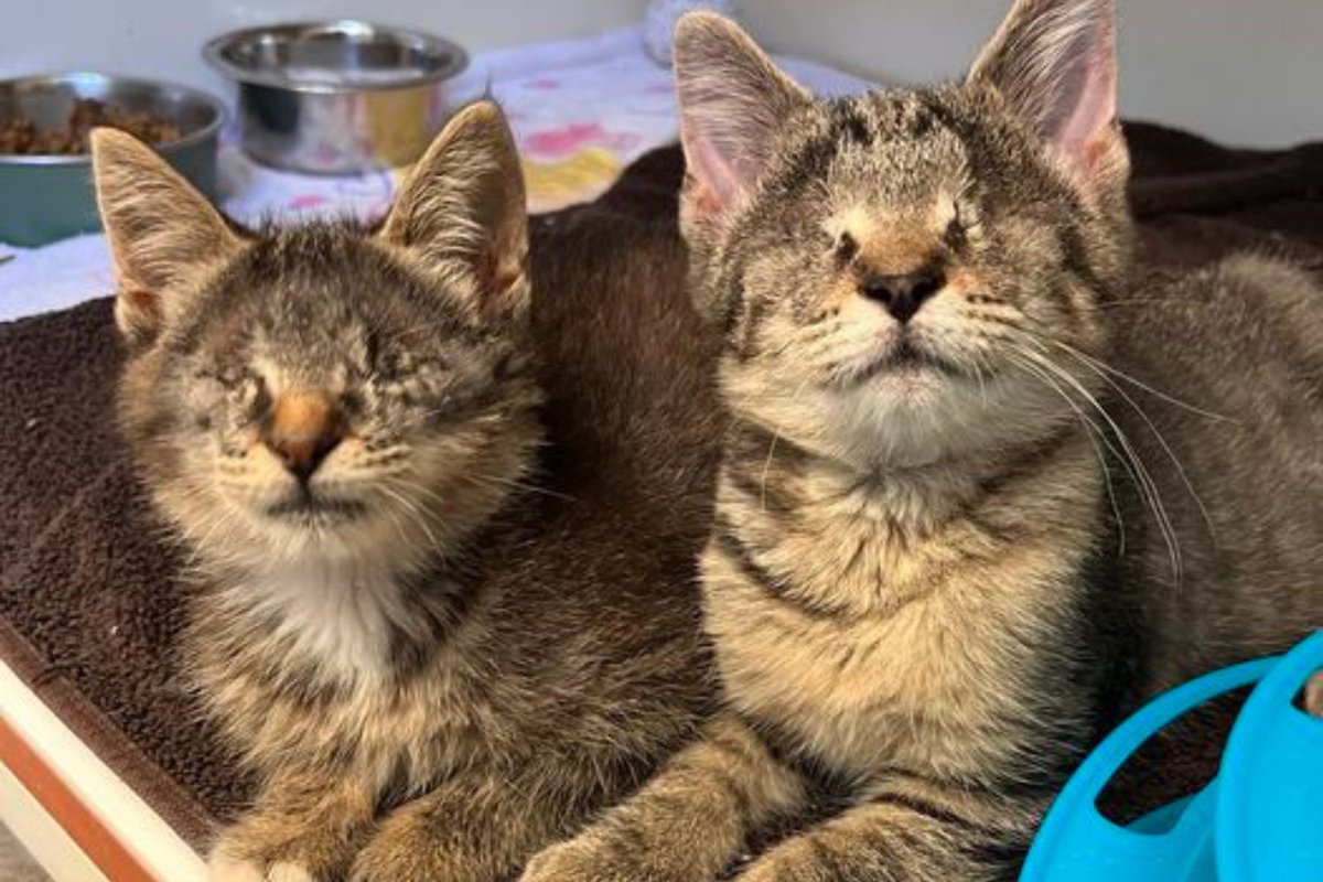 superrsrr's tweet photo. Rescue Kittens With No Eyes Find Forever Home Together: 'Never Apart' — With over 3. 2 million cats adopted from shelters every year and more than 90 million households in the U. S. https://t.co/Y7ScBonK26 … #news #AndersonHumane https://t.co/wLO7ElwVQ1