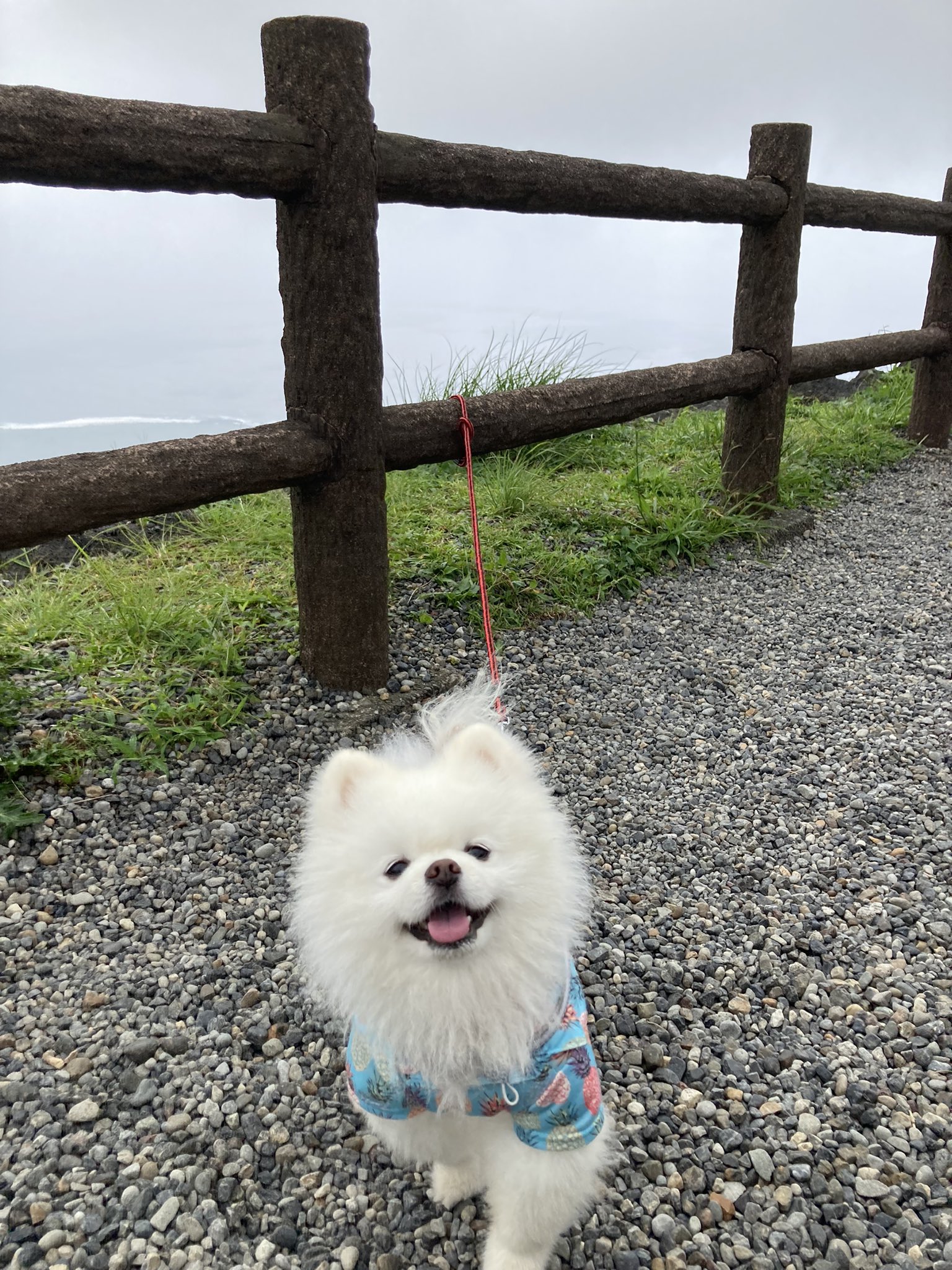 タレ目の犬 ポメラニアン Pomeranian15 Twitter