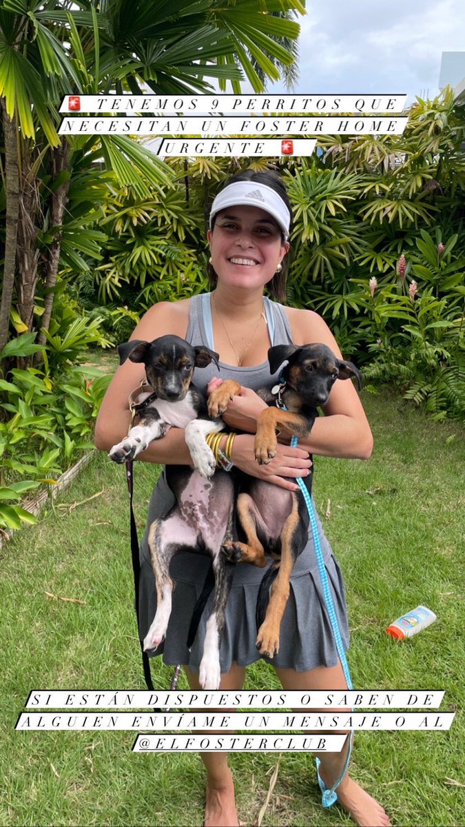 _lacaraB's tweet photo. Necesitamos foster homes para 9 hermosos perritos🤍🚨por favor comparte🚨 https://t.co/mj8EnsPfkN