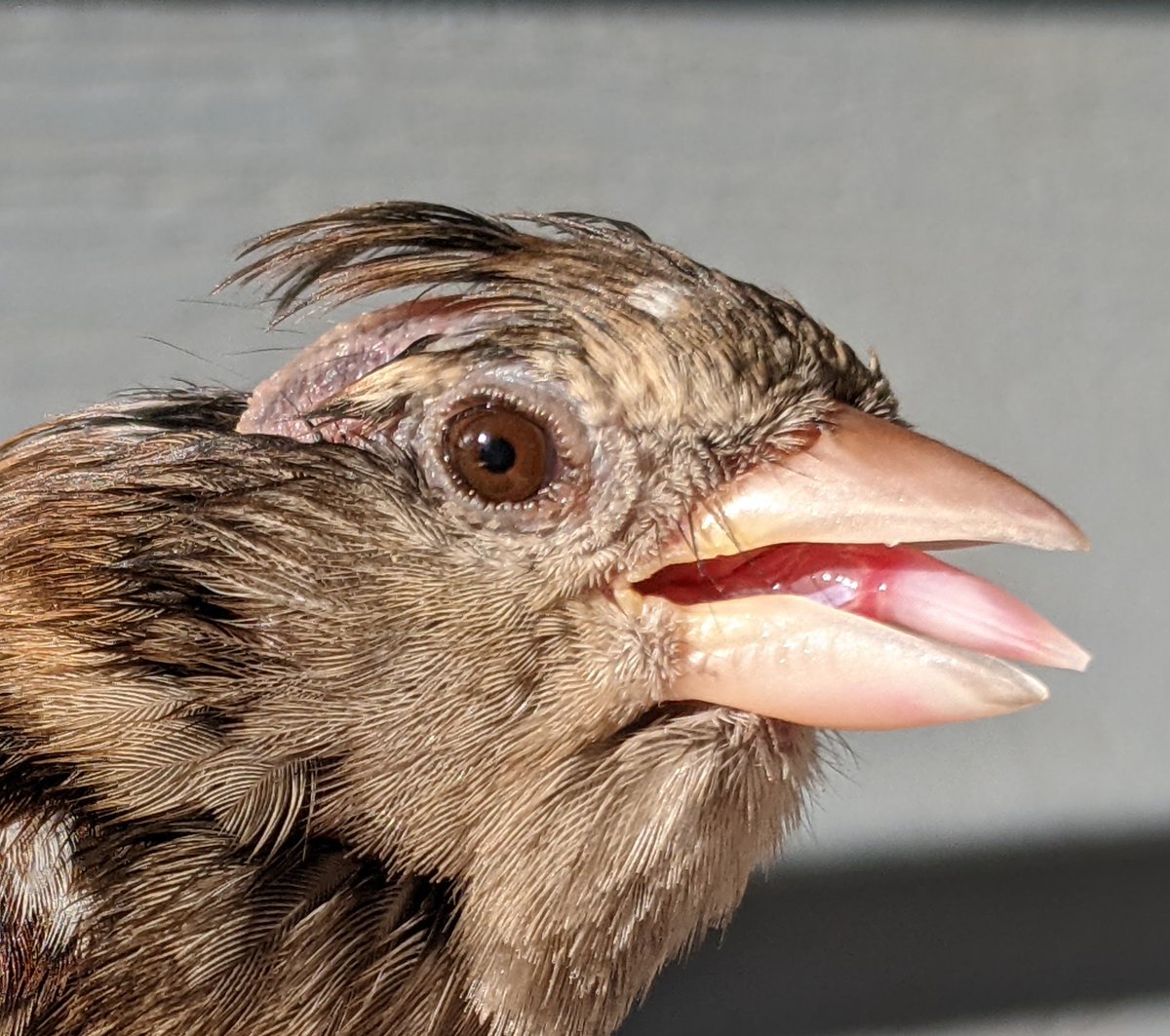 When your sparrow is having a "bird" feather day. #goofball