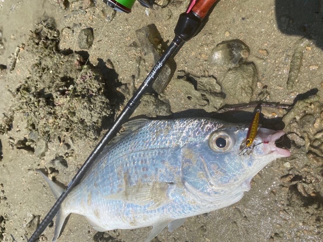 palms_global's tweet photo. Super Light Shore Jigging with Miniature Dax in Japan 🇯🇵
Rod: Pinwheel 77L
Lure: Miniature Dax 7g Red- gold color(H-98)
#palms #palmsfishing #microjig #microjigs #microjigging #lightgame #lightgamefishing #bitarts #metaljig #metaljigs #japanfishing #fishingjapan @palms_japan https://t.co/lkdA0o39bJ