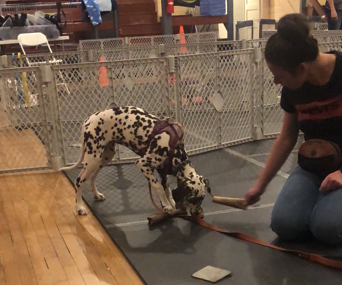 Olive at dog training reminds me of a favourite quote:
You’re one of those 95%ers who just never gives that extra 5%. No, I’m one of those 75%ers who is giving you an extra 20%