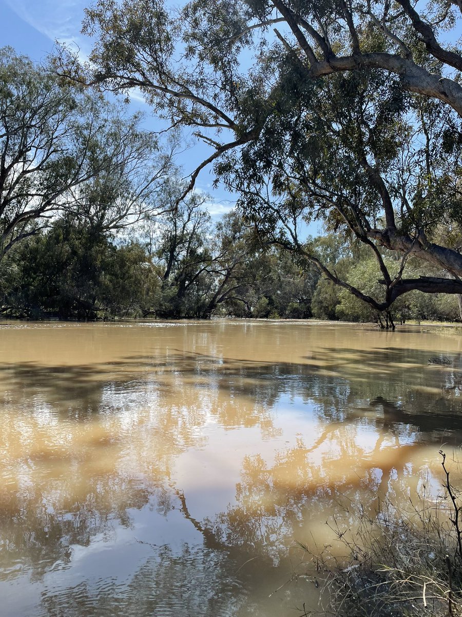 Bek Grieger (@bek_grieger) on Twitter photo Great to be back in the field with this awesome crew last week. Beautiful weather until we had 60mm rain in a day! #MurrayDarling #fieldwork 📸<a href="/Georgia_E_King/">Georgia king</a> Great to be back in the field with this awesome crew last week. Beautiful weather until we had 60mm rain in a day! #MurrayDarling #fieldwork 📸<a href="/Georgia_E_King/">Georgia king</a>