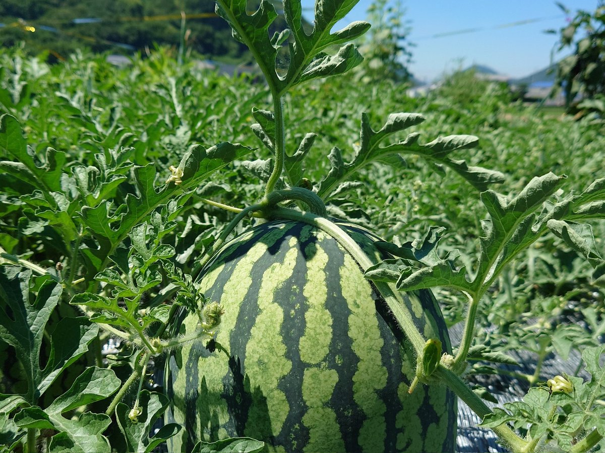 スイカ (@740Suikaya3) / X