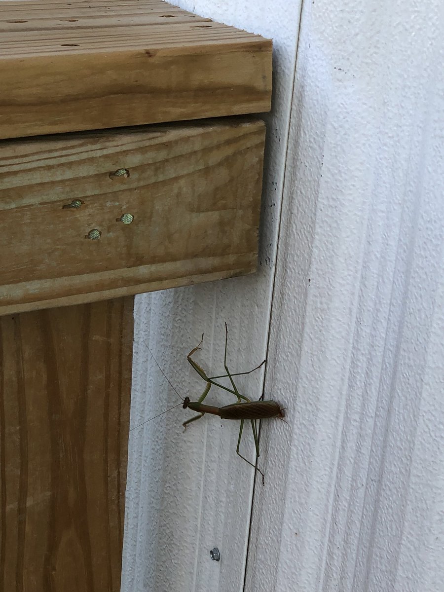 forest_peck's tweet photo. A super cool praying mantis was waiting to wish me a good morning today. Ok, maybe I was a little startled. Or maybe I startled the mantis…🤷🏻‍♀️ https://t.co/Xy21pbZh8s