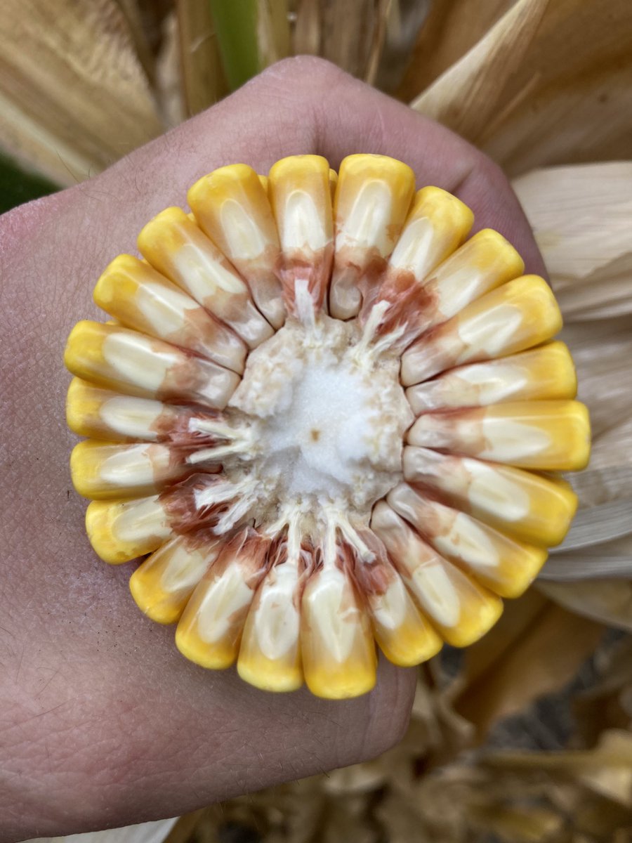 Tyler Vreugdenhil 🌽🌱🧬🐞🦠 tweet media