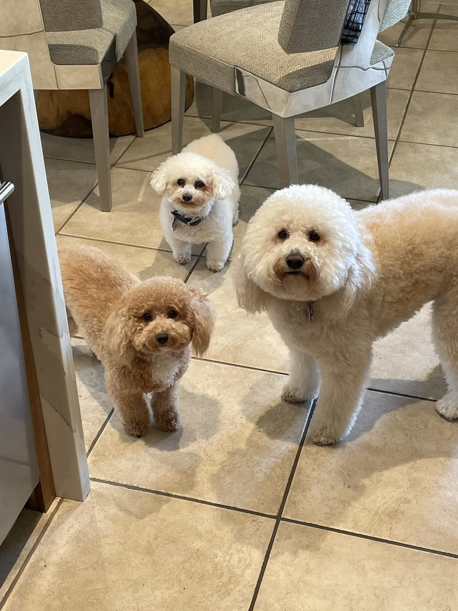 Carlos Yeguez tweet media