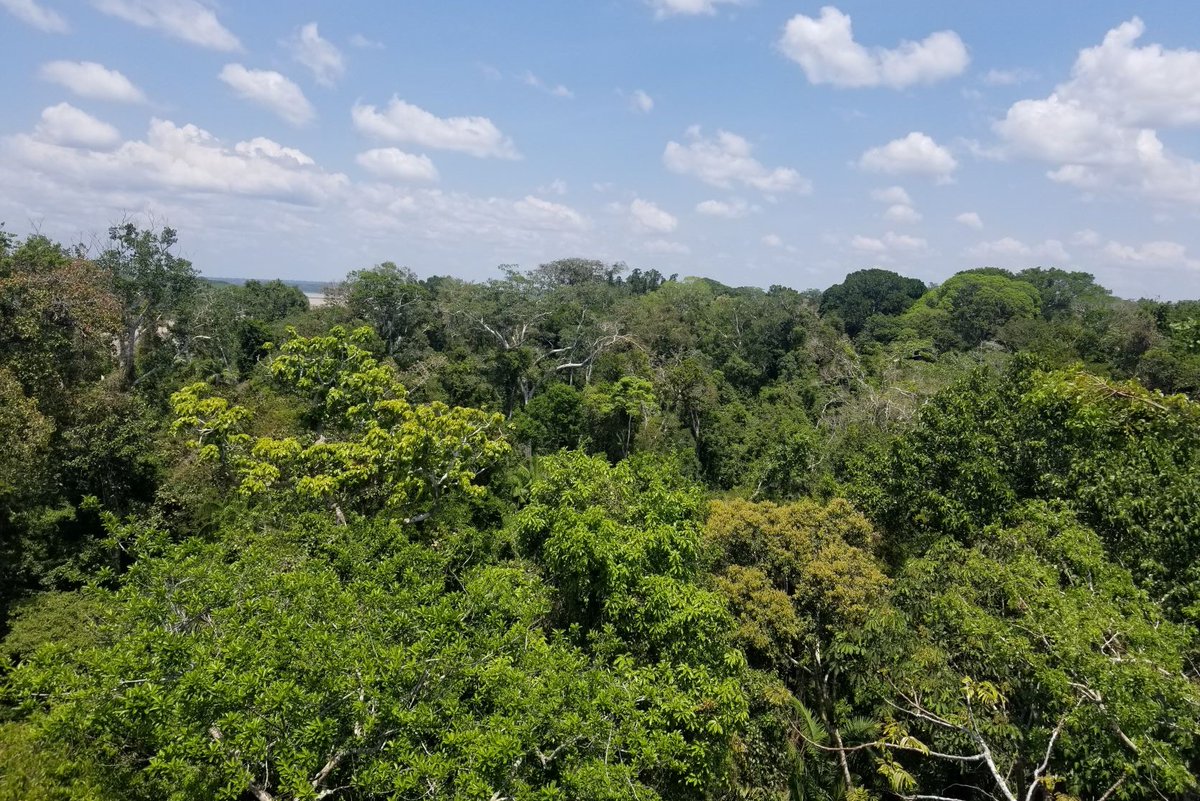 Back in the Amazon for first time since covid started! Here is amazing view of primary forest from a canopy tower in southern Peruvian Amazon @amazonacca