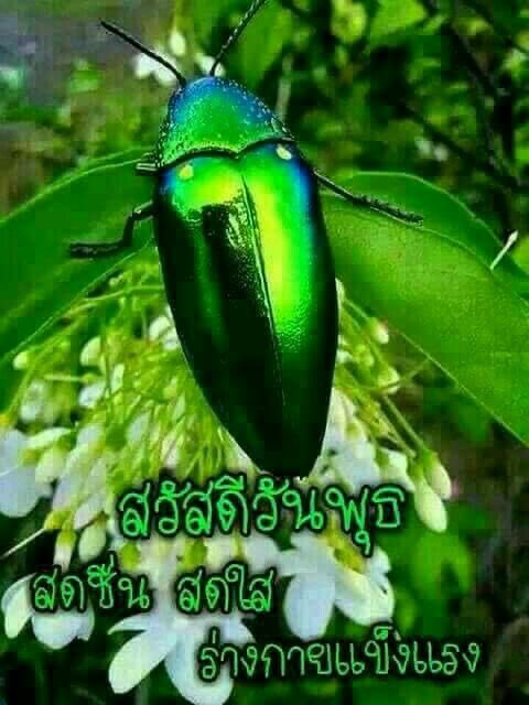 พอ ทอ tweet media