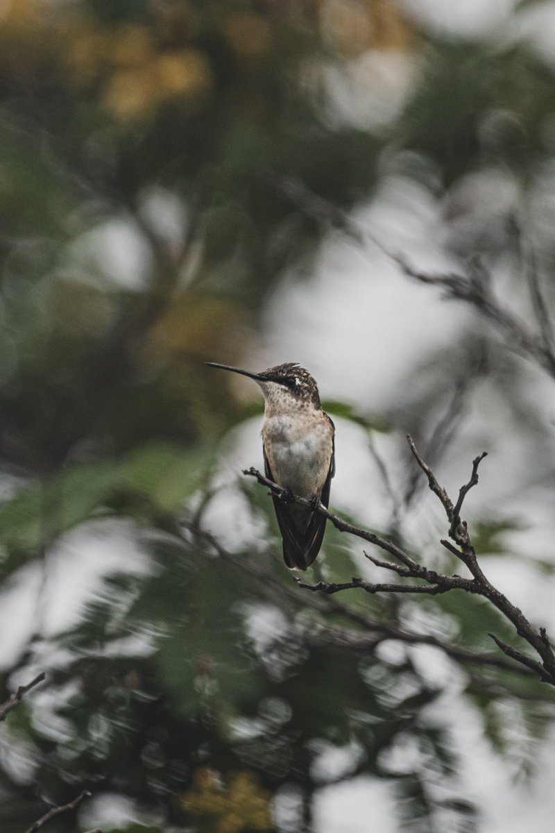 xavib1017's tweet photo. Colobrí en Parque Nacional el Cimatario.
Querétaro, 2022.

#everydayphotography #life #nature #colibri #hummingbird #NaturePhotography #photography https://t.co/BwKQqmnoQA