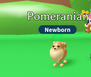 VNFVNIFVNPAS's tweet photo. Small Adopt Me giveaway to boost my followers!!!!
prize: Normal pomeranian+normal old penguin!
Follow+like+retweet
Extras in thread
Good luck!
#adoptmegiveaway #adoptmepets #adoptmegiveaways #AMtrading #adoptmetrading #adoptmetrades #adoptme https://t.co/Qn5WYUkXkK