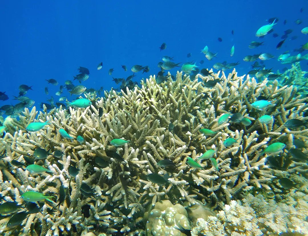 seawomenofmela1's tweet photo. We are happy to share a few of the geotagged photos of the coral reefs at Pelelua Reef.
Location: 5° 29.443'S, 150° 15.430'E
https://t.co/vvrjUN4Cp7
#coralreef #peleluareef #kimbe #marinereserve #seawomenofmelanesia #coralseafoundation #png🇵🇬 #tooprecioustolose https://t.co/hIPJCZ7g9R