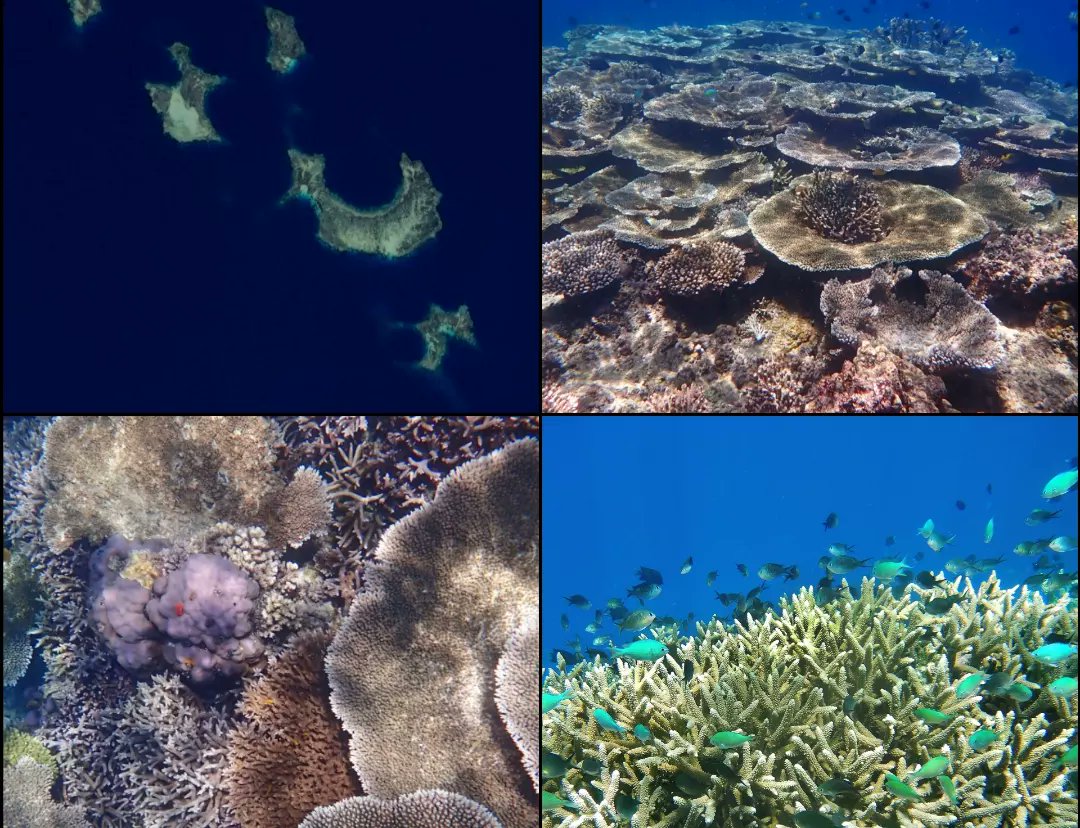 seawomenofmela1's tweet photo. We are happy to share a few of the geotagged photos of the coral reefs at Pelelua Reef.
Location: 5° 29.443'S, 150° 15.430'E
https://t.co/vvrjUN4Cp7
#coralreef #peleluareef #kimbe #marinereserve #seawomenofmelanesia #coralseafoundation #png🇵🇬 #tooprecioustolose https://t.co/hIPJCZ7g9R