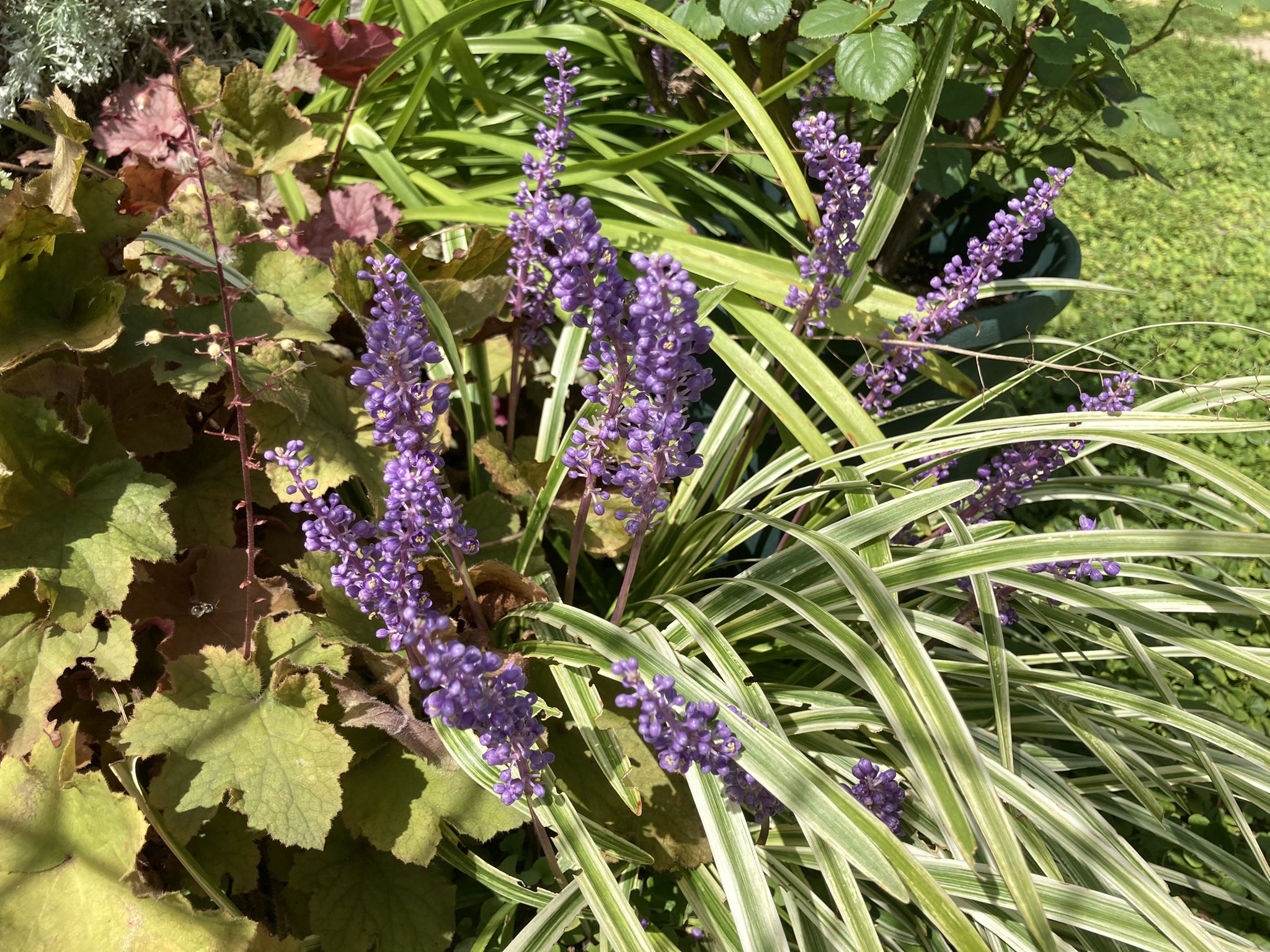 あんえい ズボラな週末ガーデニング Z Gardening Twitter