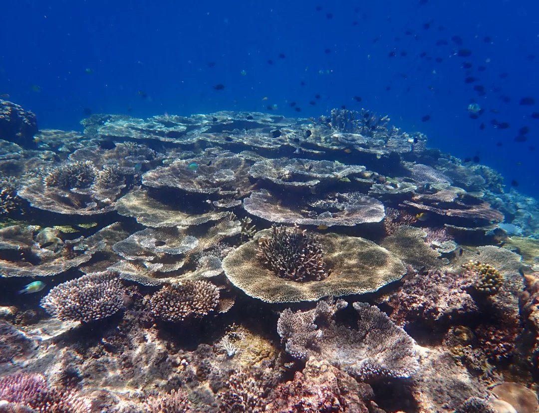seawomenofmela1's tweet photo. We are happy to share a few of the geotagged photos of the coral reefs at Pelelua Reef.
Location: 5° 29.443'S, 150° 15.430'E
https://t.co/vvrjUN4Cp7
#coralreef #peleluareef #kimbe #marinereserve #seawomenofmelanesia #coralseafoundation #png🇵🇬 #tooprecioustolose https://t.co/hIPJCZ7g9R