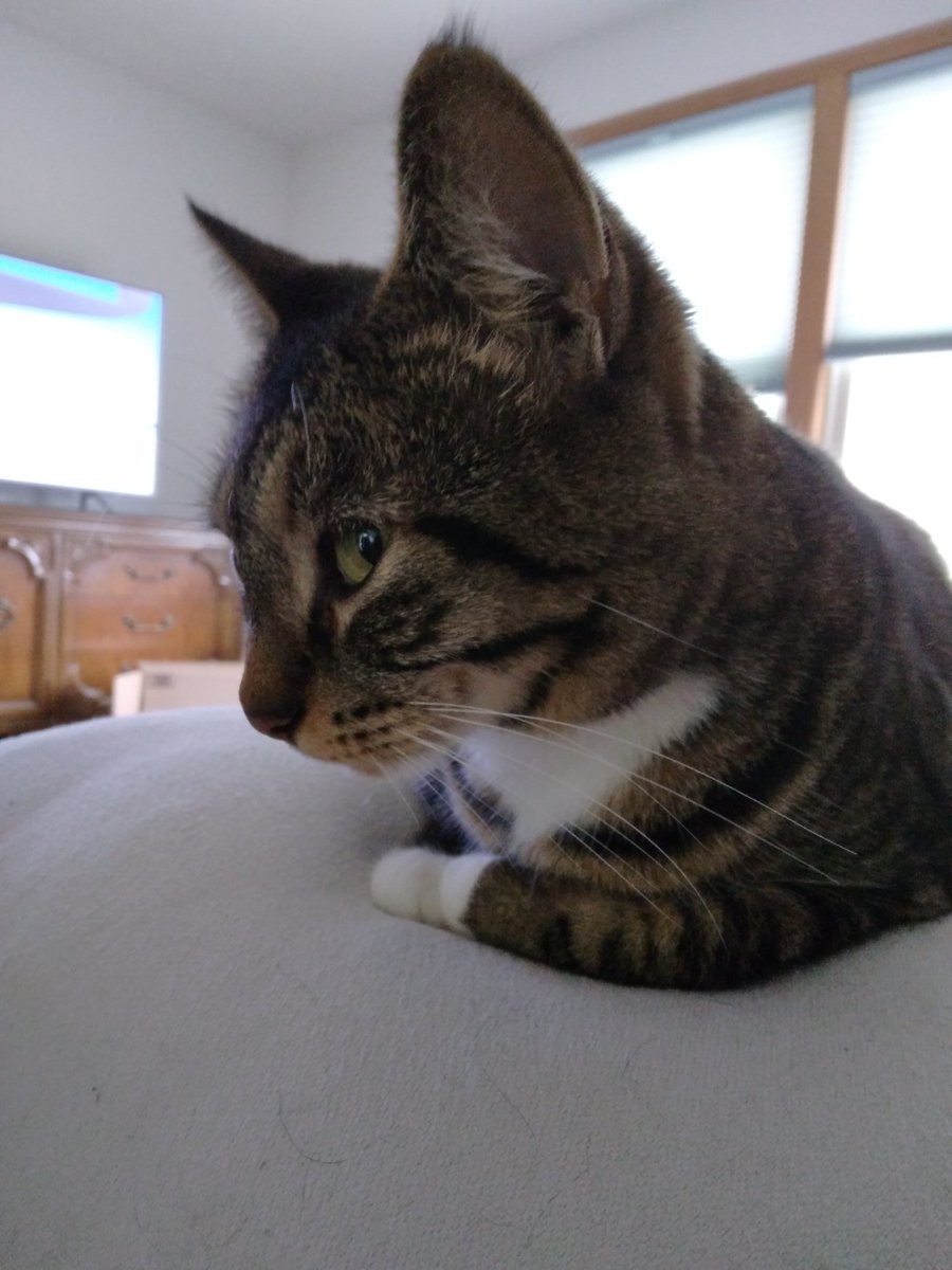 ReparSandra's tweet photo. @Amelia03632 Hello from me and my #FurryOverlords: left to right, Gabby the #CalicoCutie; her sister, Gypsy, #GuardCat; &amp; Ginger, #AdventureKitty! Every one a #RescueCat. https://t.co/SjfxR0774Z