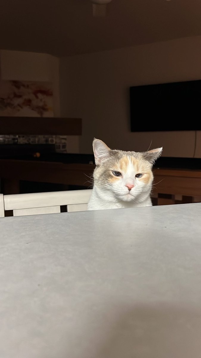 fatfatpankocat's tweet photo. Waiting for a snack https://t.co/wT9efJvj5p