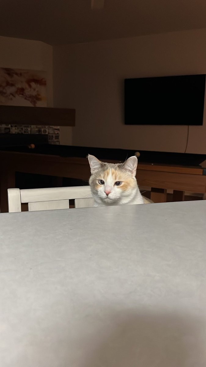 fatfatpankocat's tweet photo. Waiting for a snack https://t.co/wT9efJvj5p