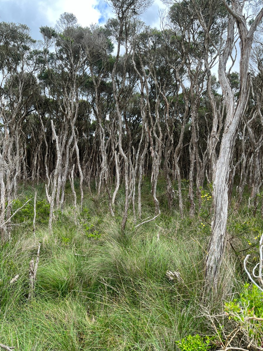 The team from Petaltail Ecological Collaborations have begun surveys for our <a href="/Coastcare_Vic/">Coastcare Victoria</a> Community Grants funded project on #lepidium desvauxii! #YanakieIsthmus #ownpic