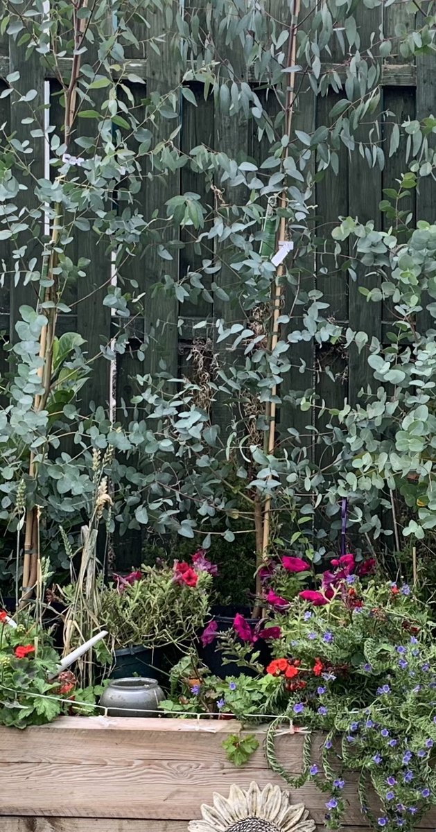 anniean73967235's tweet photo. #NewPlantation #CaroleanAge #Grandchildren  
     🌲🌲🌲🌲🌲
#EucalyptusGunnii 
#Evergreen https://t.co/z7fxheraa5