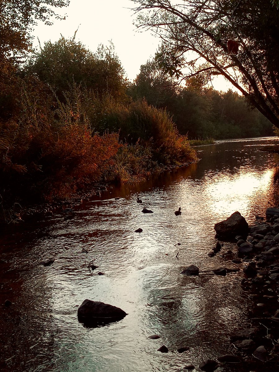 7lostinthewoods's tweet photo. like ducks to water https://t.co/cnrSGomcbs