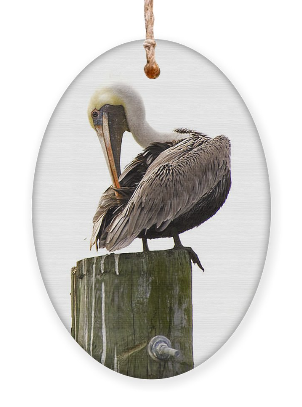 Brown Pelican ornament/magnet. Get it at bob-decker.pixels.com/featured/brown…
#BuyIntoArt #GiftThemArt #Ornament #Christmas #birdlovers #gifts #giftideas #Pelicans #christmasdecoration #treeornament #birdwatching #beachvibes #wildlife #NaturePhotography #art