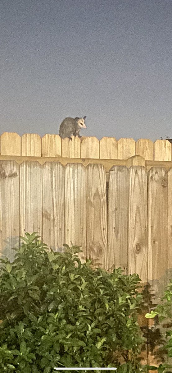 Two days since my squatter (aka Pepe Possum) has visited. He terrified me at first but I think I miss him now… I hope you’re thriving, Pepe.