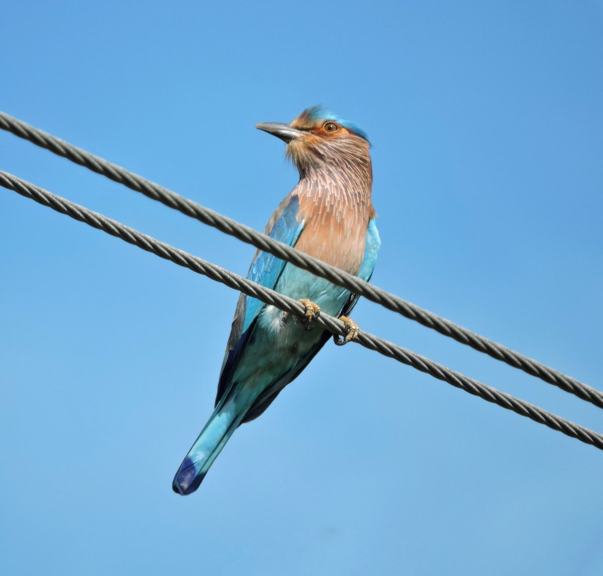 I had to fight with my parents for years to pursue a writing career. In the process, I dropped out of 2 colleges, cut ties with the family business, and left home. Becoming a birdwatcher was easier. Once upon a time, I saw an Indian roller. The rest is my story.

#birds #Chennai