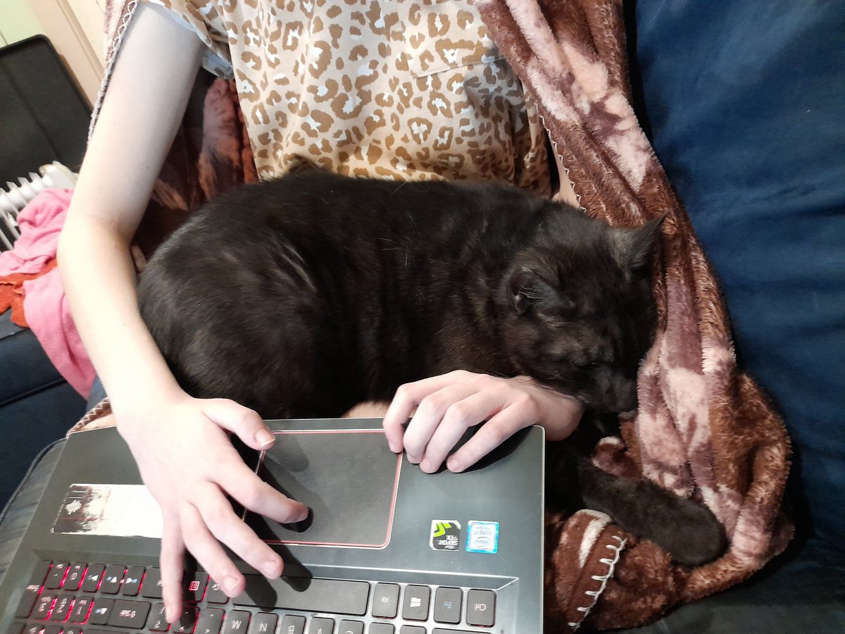 T_Asteroid's tweet photo. Wait. Isn't this how everyone does school work? #CatsOfTwitter https://t.co/2nBz6NBZni