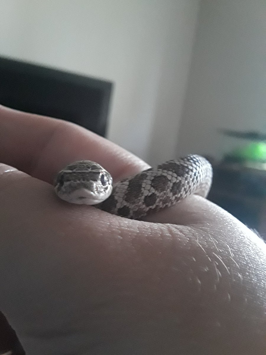 Your_Left_Shoe's tweet photo. @ArchonOf the cutest! https://t.co/qWLMKjm9zt