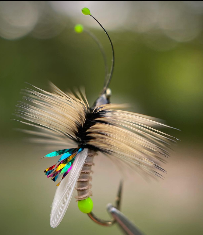 Saltwateronfly's tweet photo. That's one sweet Caddis
@fishdikk
Alien Caddis 👽

#flyfishing #rainbowtrout #browntrout #trout #troutfishing #flytying #flytyingjunkie #flytyingaddict #flytyingnation #flytyingart #followback #f4f #flytying #whitingfarms #fliegenfischen #5050onthewater #fishingwithaconscience https://t.co/5wWNGjrg5P