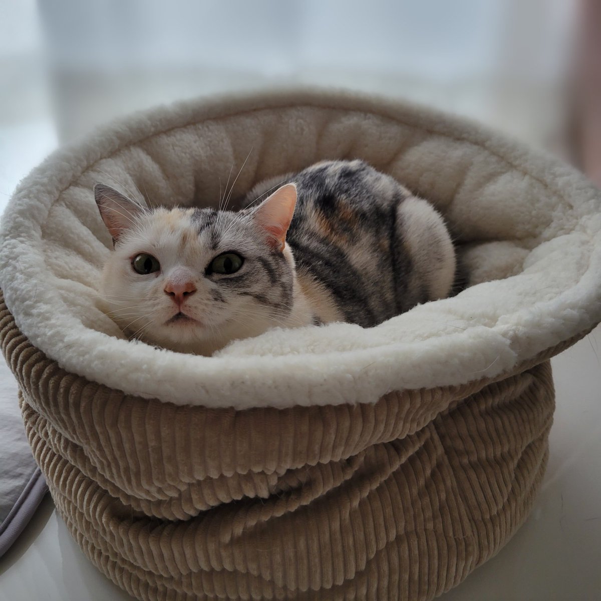 siitaro421's tweet photo. 急に寒くなったから
あったかベッド出したら
満足そうなしぃーちゃん
#猫 #猫好きさんと繋がりたい https://t.co/Bp7kdd8TqP