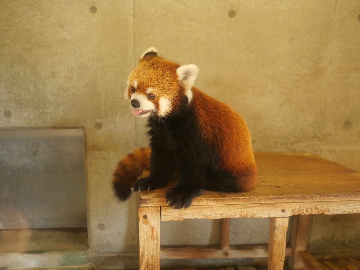 1人で動物園行ったの