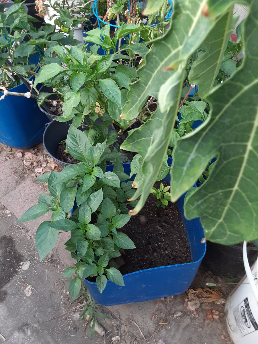 My Plants grew from seed and the cool my mom always talked about that other people plants mine 🥰🥑🍓🍎👋