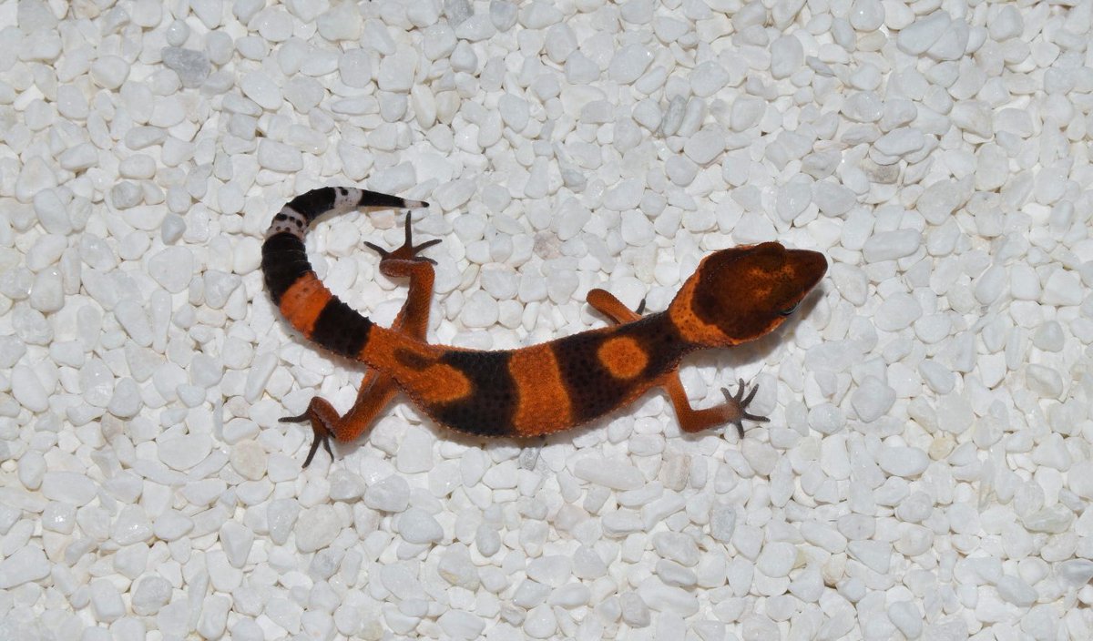 StarGecko_kr's tweet photo. Incredible Hatchlings

#leopardgecko #mandarine #レオパードゲッコ https://t.co/cKvCgojgea