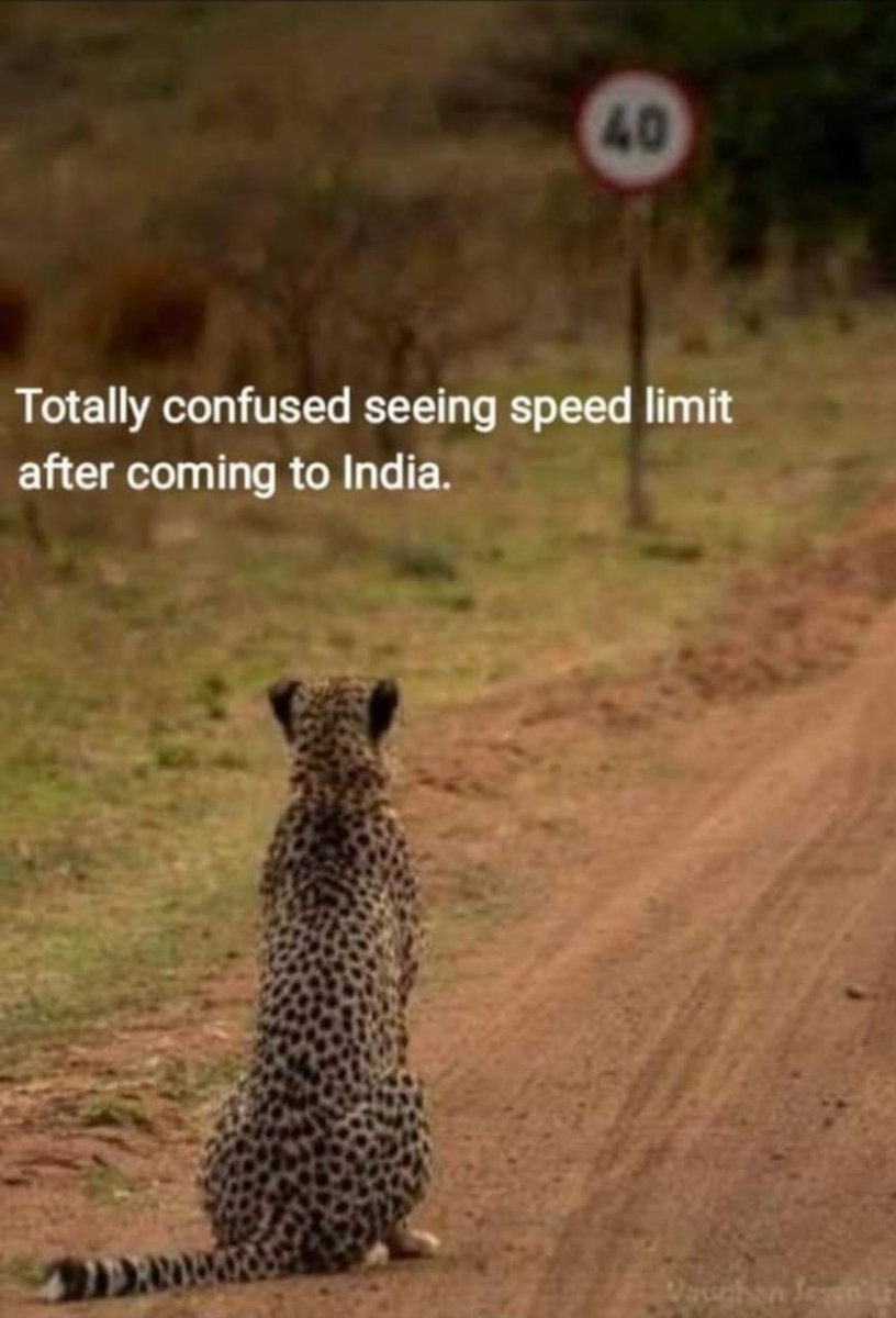 lovi900's tweet image. #CheetahIsBack