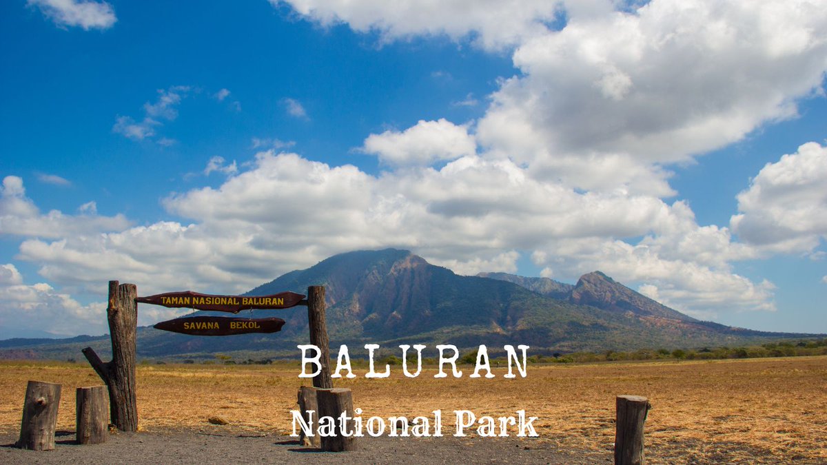 EastJavaTourism's tweet image. Enjoy the panorama of savannah and mount Baluran in the center of #BaluranNationalPark that becomes habitat of many exotic animals such as wild pigs, deer, peacocks, wild chicken, some species of monkeys and also bulls as the protected animals in the area.