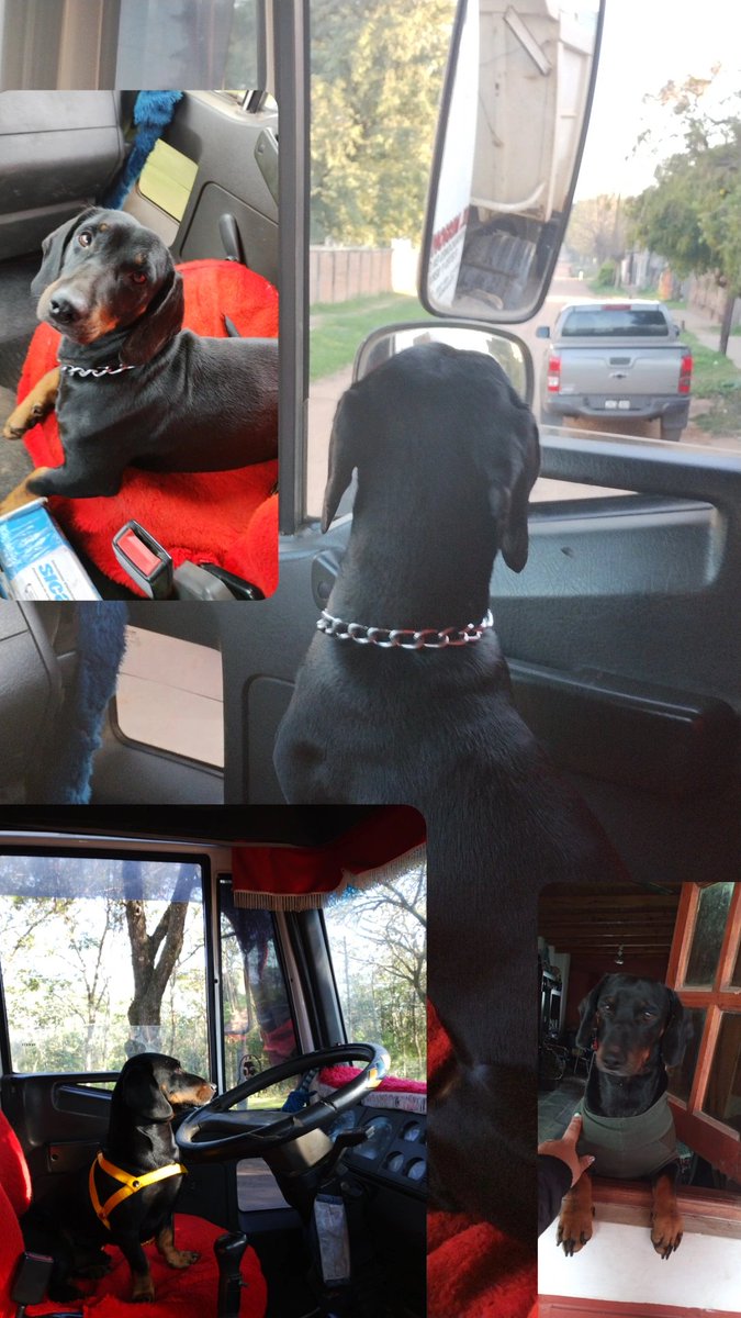Hola gente si alguien lo ve por favor me avisa 🙏 se llama Dandy y se lo llevaron de afuera de mí casa, entre las 21:30hs y 22:40 hs. Por favor si alguien lo ve que me avise es muy importante para mí.