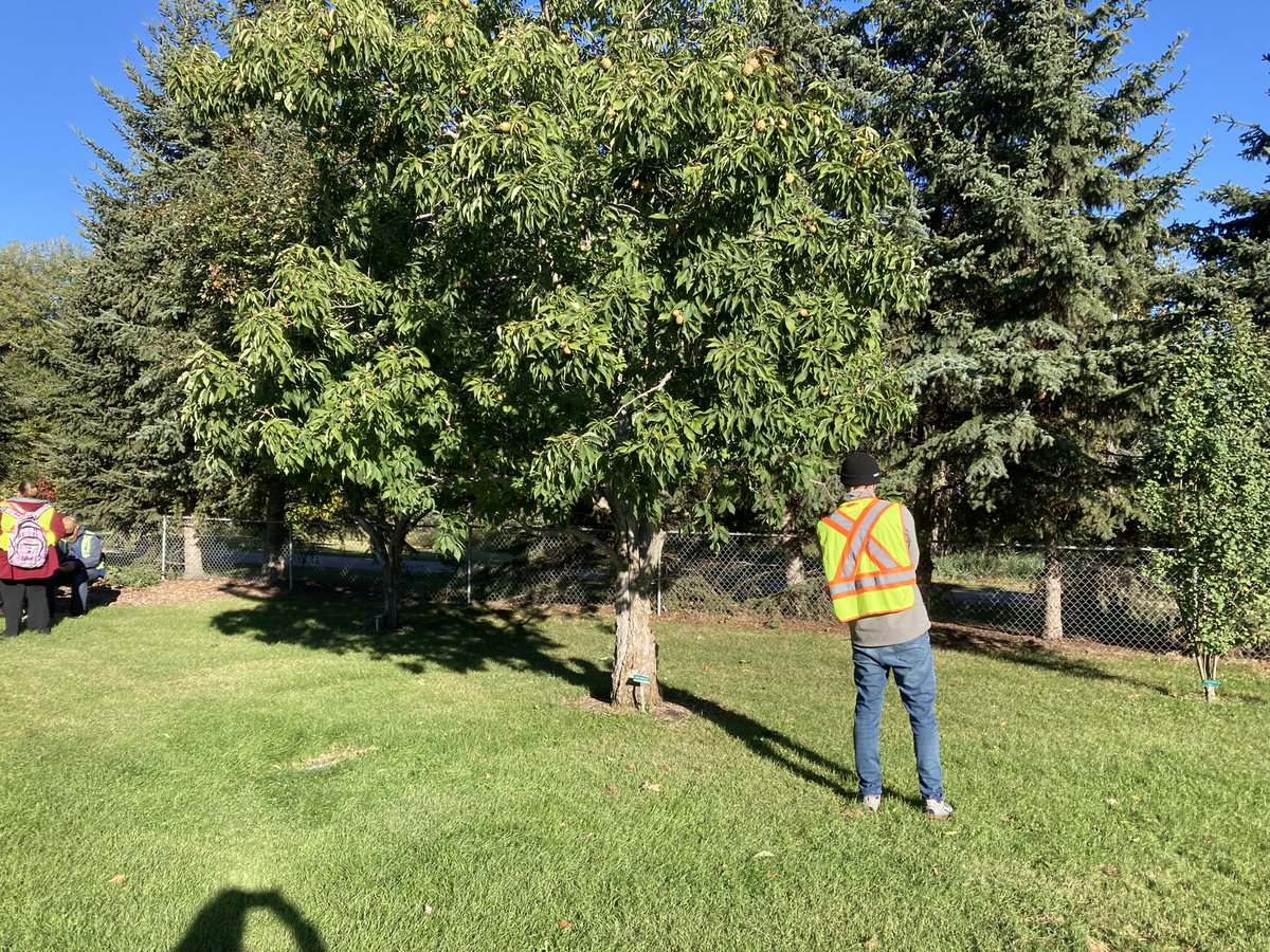 naitlat's tweet photo. What a great morning at the St. Albert Botanical Garden today identifying some local plantings! 🌿♥

#naitlat @NAIT @t8nmagazine #stalbert #outdoorclassroom https://t.co/sy2Fpe4qC8