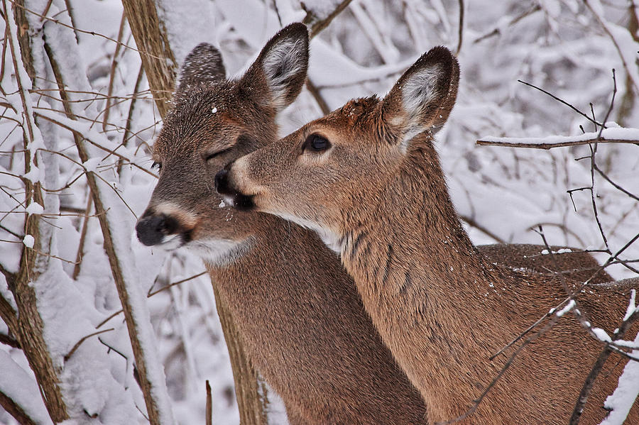 DeerHourly's tweet photo. https://t.co/EH3B0i9k1T