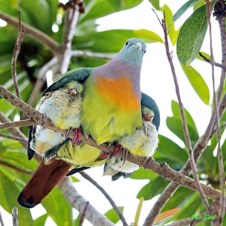 KhadarAadan8's tweet photo. The mother https://t.co/O5EkGz7kYU