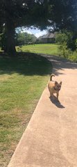 FunFuriends tweet picture