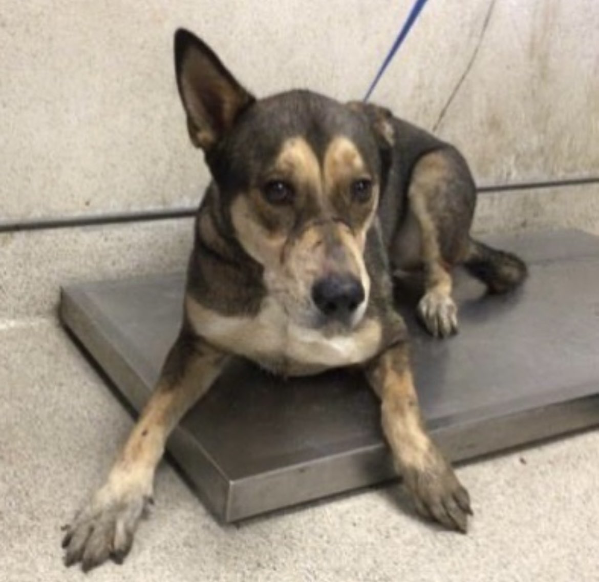 This is Yogi. Yogi was going to be euthanized today but by a miracle we got his euthanasia pushed to Tmrrow. We will be getting him picked up safely Tmrrow from the kill shelter but now we need to find Yogi a home or a foster. I’m happy to help pay vet bills. pls share!