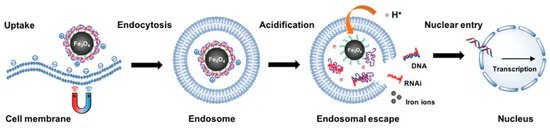 MDPIpharma's tweet image. #HighlyCitedPaper
Do not miss the latest article on &quot;#Magnetofection In Vivo by Nanomagnetic Carriers Systemically Administered into the Bloodstream&quot;

You can find it at: mdpi.com/1999-4923/13/1…